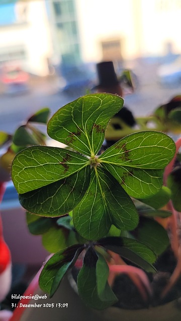 Free Happiness Four Leaf Clover photo and picture