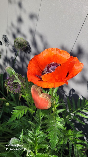 Free Poppy Nature photo and picture