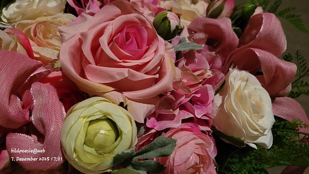 Free Roses Flower photo and picture