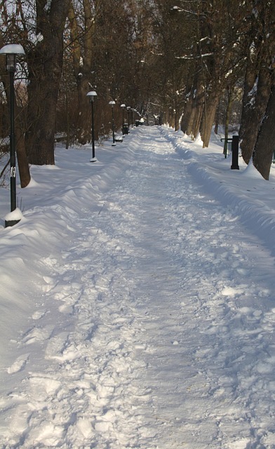 Free Winter Snowy Path photo and picture