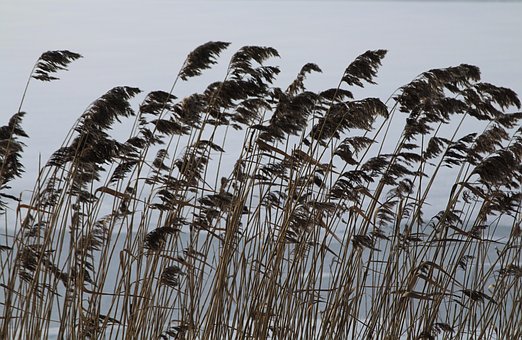 Free Reeds Nature photo and picture