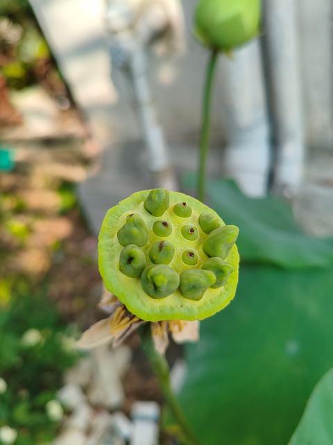 Lotus, Natur, Blume, Indien, Blüte