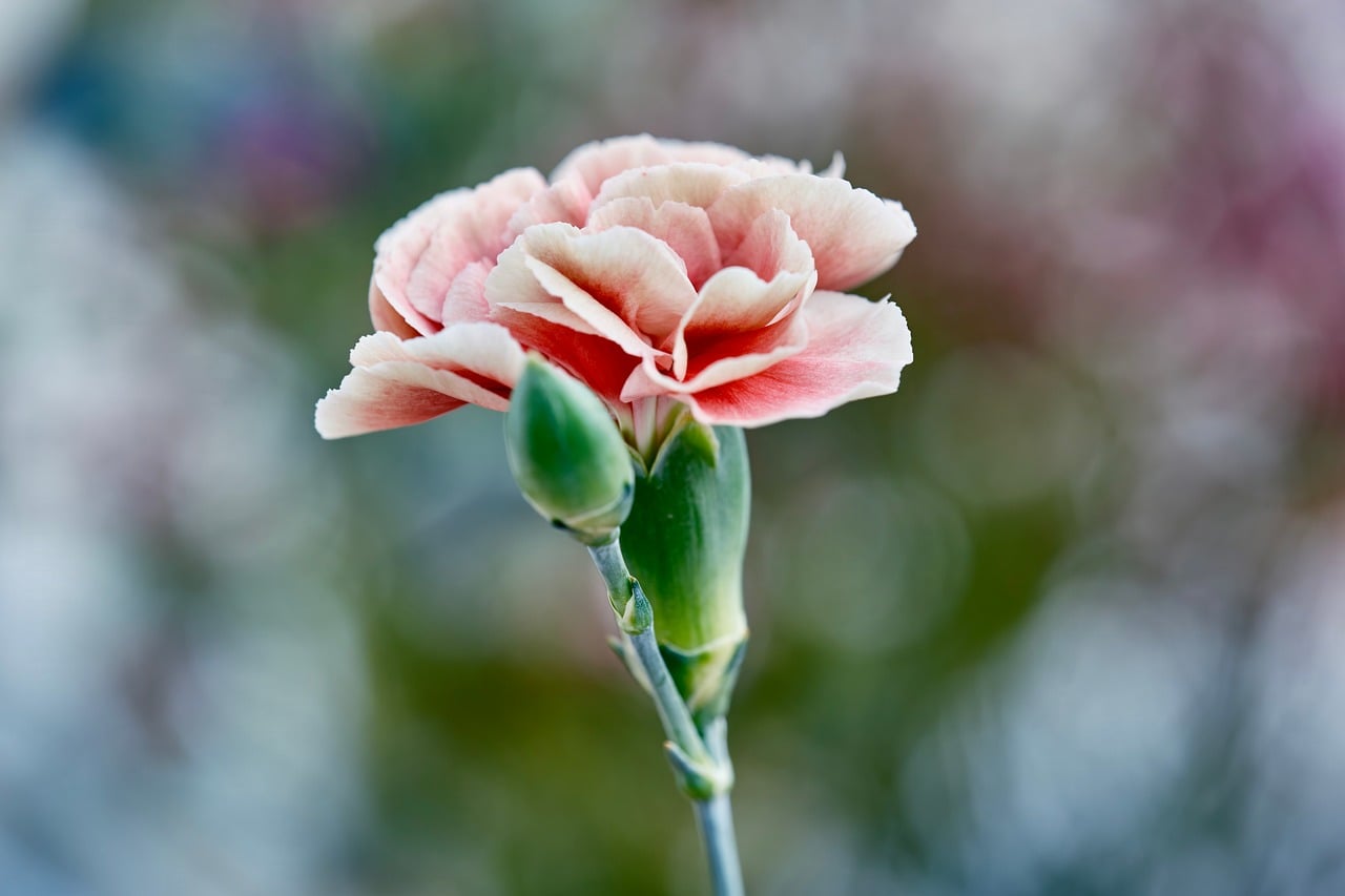 Clavel Tono Rosado Naturaleza - Foto gratis en Pixabay