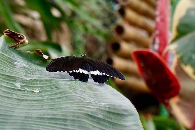 Free Butterfly Insect photo and picture