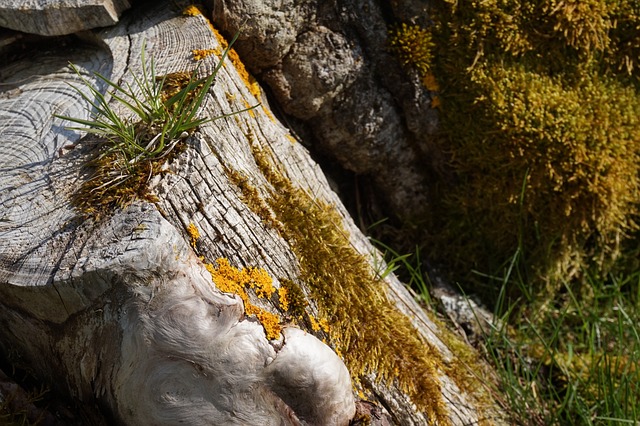 Free Tree Stump Moss photo and picture