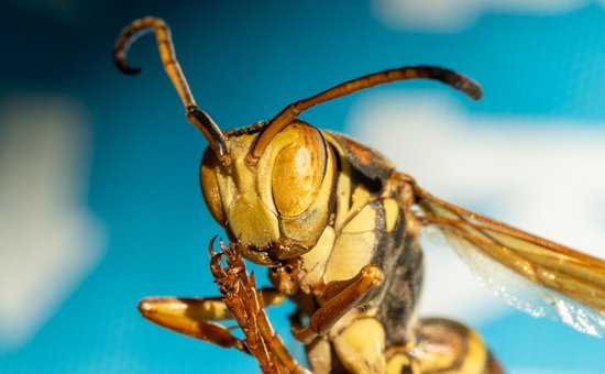 Wespe, Insekt, Entomologie, Hymenoptera