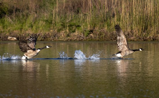 Gänse, Wasservögel, Tierwelt, See