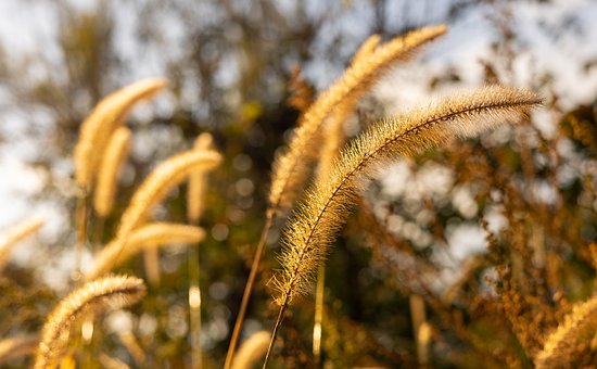 Gras, Morgen, Tau, Natur, Tropfen