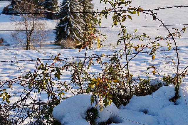 Free Snow Barbed Wire photo and picture