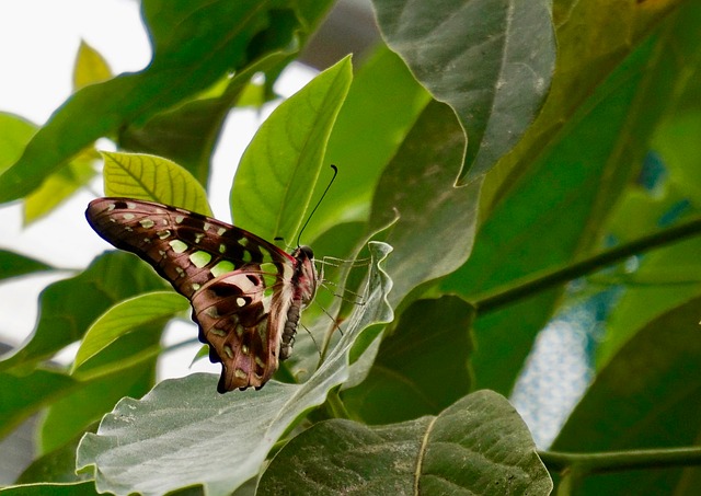Free Butterfly Insect photo and picture