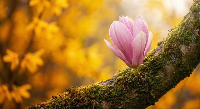 Free magnolia flower pink illustration
