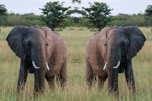 Elefant, Wildnis, Natur, Asiatisch, Tier