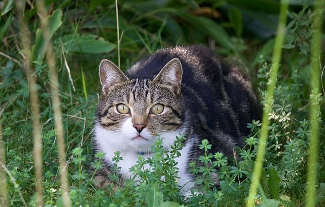 Free Cat Garden photo and picture