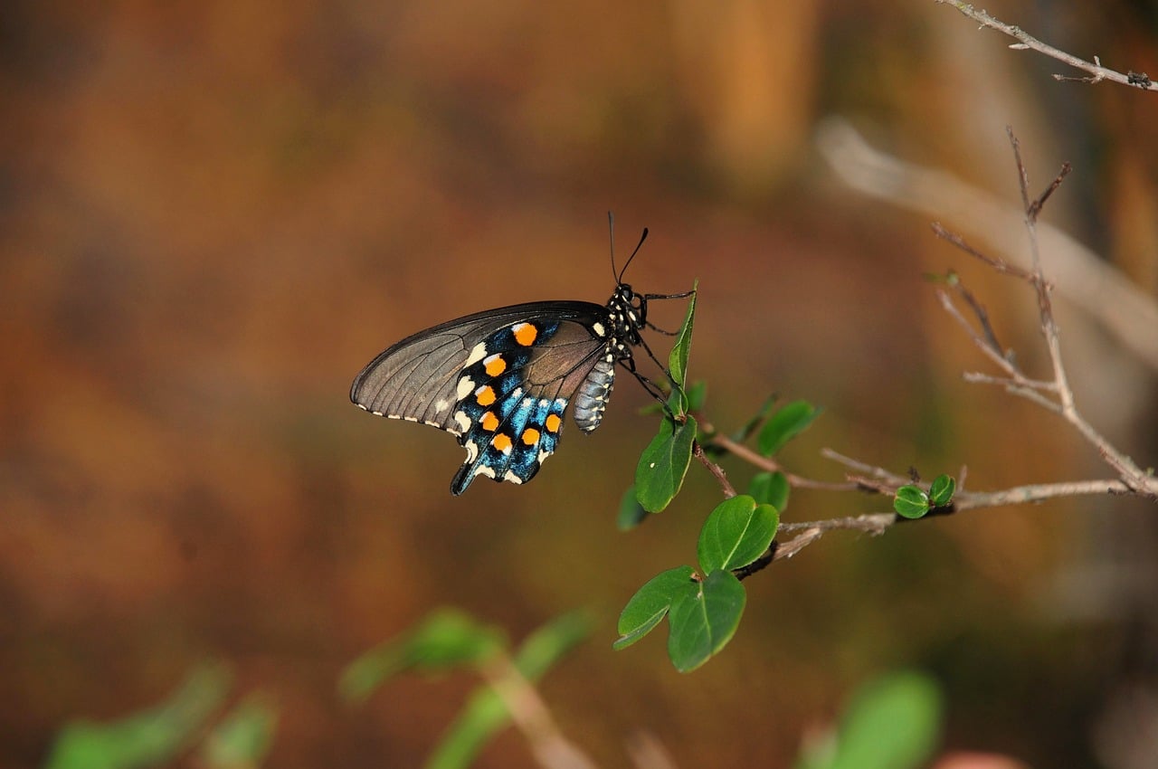 Butterfly - free online jigsaw puzzle photo