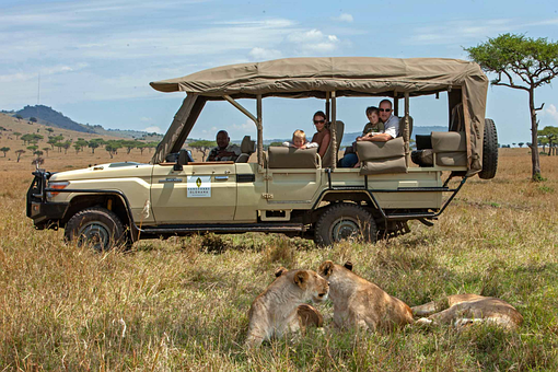 Safari, Wildnis, Löwe, Natur, Dschungel