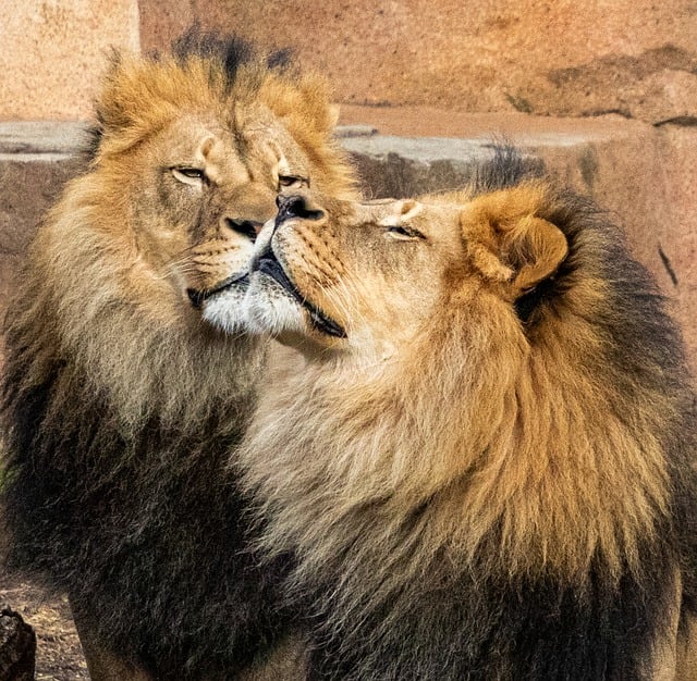 Free Lion Nature photo and picture