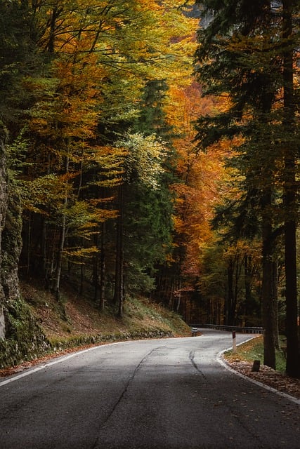 curved road, autumn forest, mobile wallpaper 4k, fall adventure, nature escape, picturesque scenery, golden trees, travel goals, ipad wallpaper, tranquil journey, leaf season, lock screen wallpaper, explore outdoors, mobile wallpaper, peaceful trail, road less traveled, wallpaper, background images, samsung wallpaper, background, phone wallpaper, iphone wallpaper, beautiful wallpaper, 4k, desktop wallpaper, desktop background