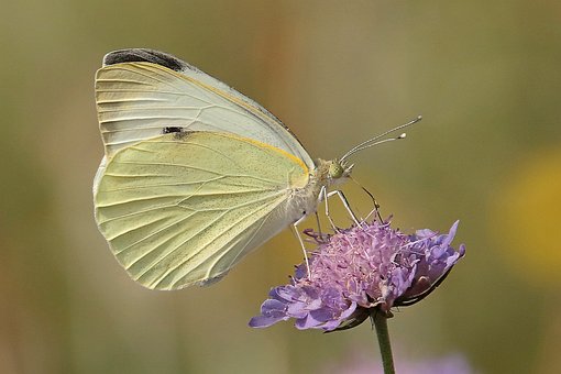 Mariposa, Naturaleza, Flor