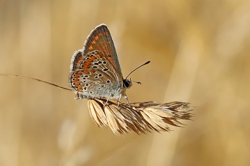 Mariposa, Insecto, Naturaleza, Fauna
