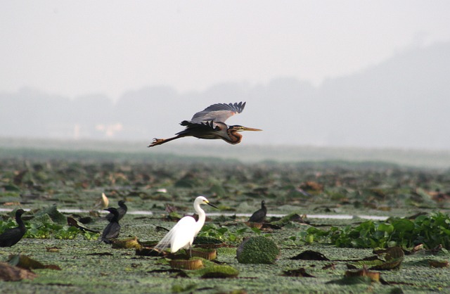 Free Purple Heron Heron photo and picture