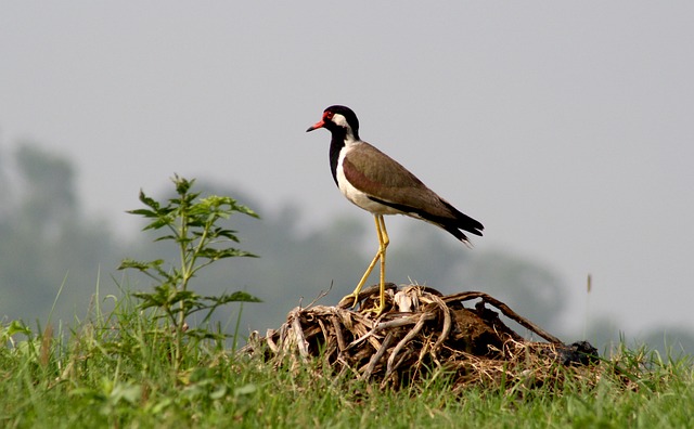 Free Red-Wattled Lapwing Bird photo and picture
