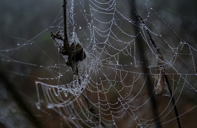 Free Spider Web Dew Drops photo and picture