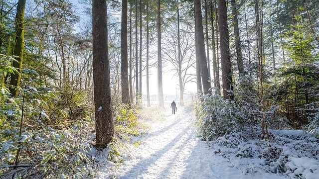 Sne, Vinter, Skov, Træer, Person