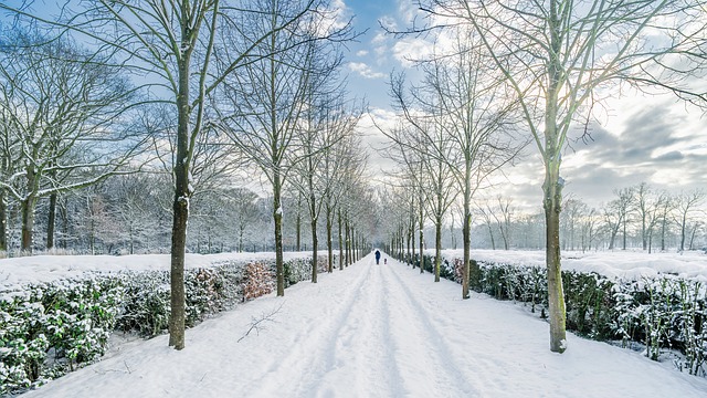 Sne, Vinter, Natur, Køligt, Person, Hund
