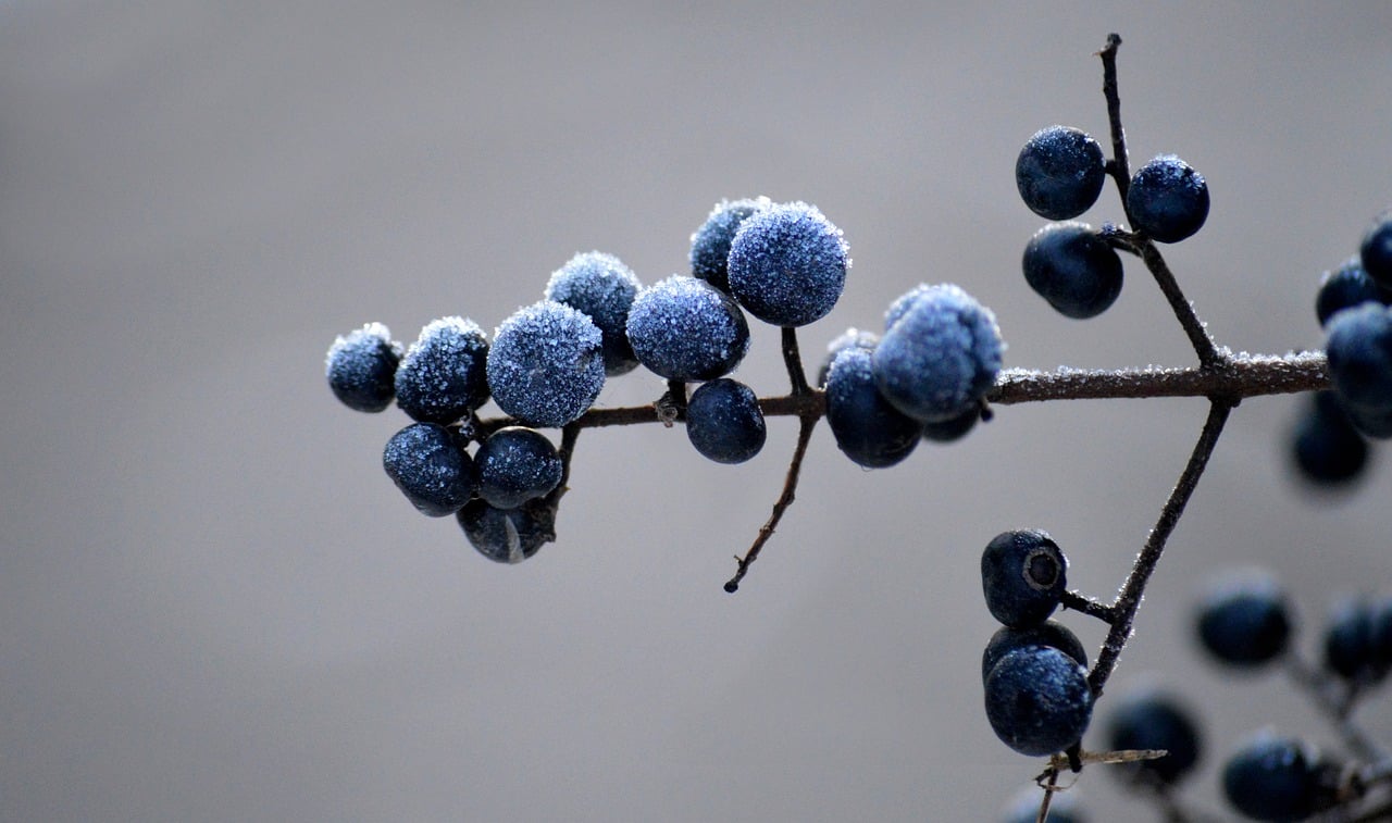 privetberries, black berries, winter, fruits of the privet, liguster, shrub, woody, frost, winter mood, frozen, icy, hoarfrost, cold, ice cream, winter magic, wintry, freezing, frosty, season, winter motif, nature wallpaper
