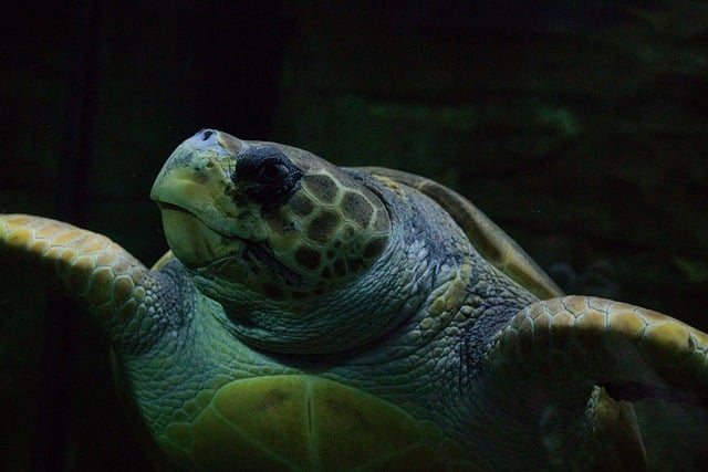 Free Sea Turtle Oceanic photo and picture