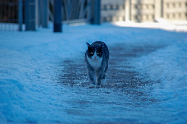 Kæledyr, Kat, Dyr, Natur, Sød, Portræt