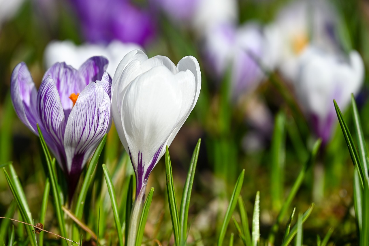 Crocuses - free online jigsaw puzzle photo