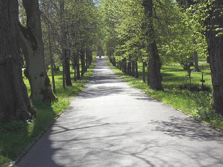 Free Avenue Trees photo and picture