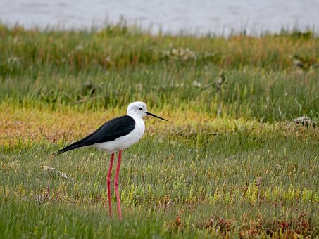 Free Bird South Africa photo and picture