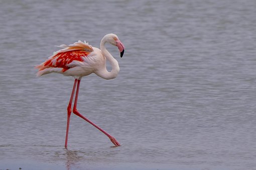 Free Flamingo South Africa photo and picture
