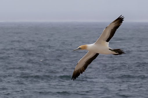 Free Cape Gannet Birds photo and picture