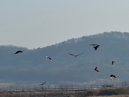Free Birds Flying photo and picture