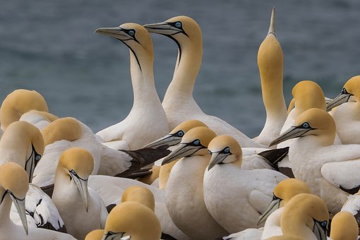 Free Cape Gannet Booby photo and picture