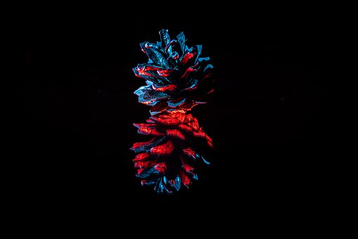 Free Still Life Pine Cone photo and picture
