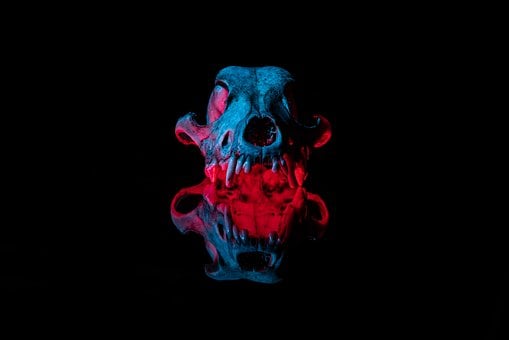 Free Still Life Skull photo and picture