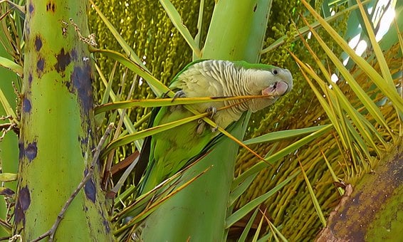 Argentinischer Papagei, Vogel, Grün