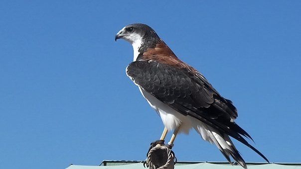 Mäusebussard, Ñanco, Adler, Falke, Vogel