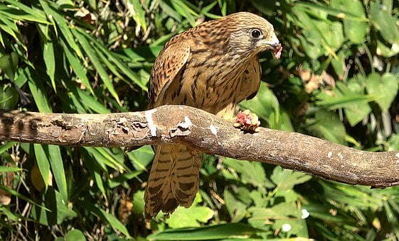 Rötelfalke, Weiblich, Vogel, Tier, Feder