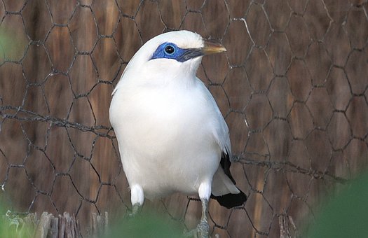 Balistar, Vogel, Weiß, Blau, Feder