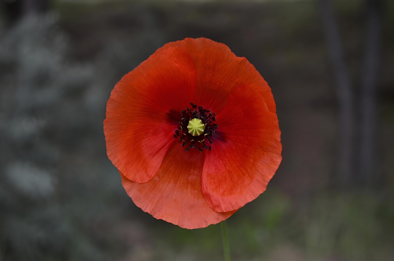 Sitemapcdatahttpwweinfbizidphoto De Profil Nature Fleurnull