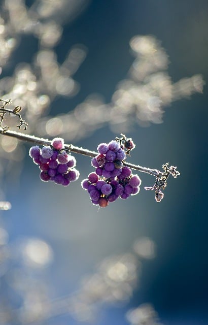 Love pearls, bodinier's beautyberry, chinese schönfrucht and beautiful fruit — photo by neelam279