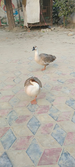 Free Duck Nature photo and picture