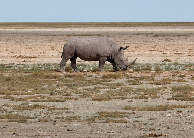 Nashorn, Savanne, Etosha, Natur, Namibia