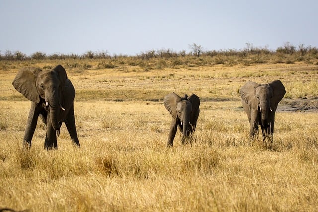 norsu-savanni-afrikka-kruger-ilmainen-valokuva-pixabayssa