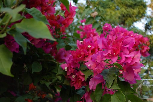 Free Paperflower Bougainvillea photo and picture